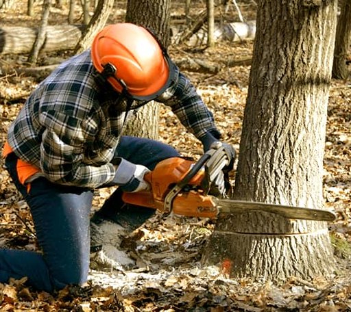 Tree Removal in Lawrence, MS